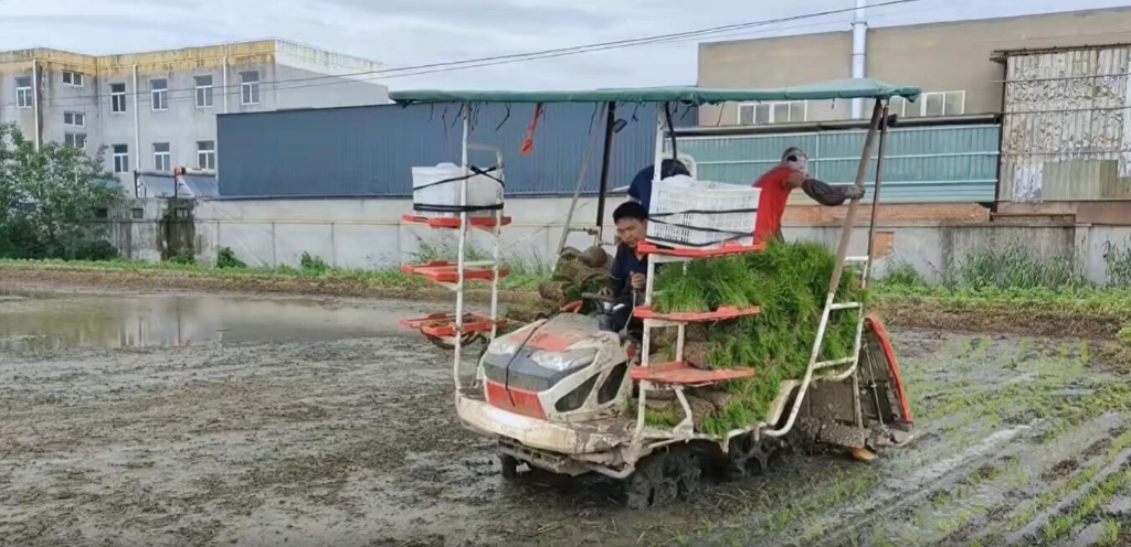 江蘇靖江雷沃小8行雜交水稻作業(yè)中，效果效率都相當好